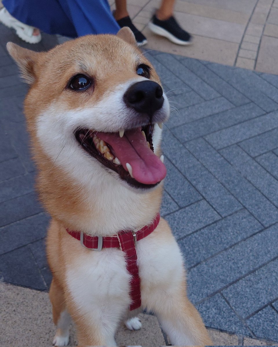 夕方の散歩もご機嫌だった柴の図
#柴犬
#柴犬を崇めよ 
#ずっとこんな顔