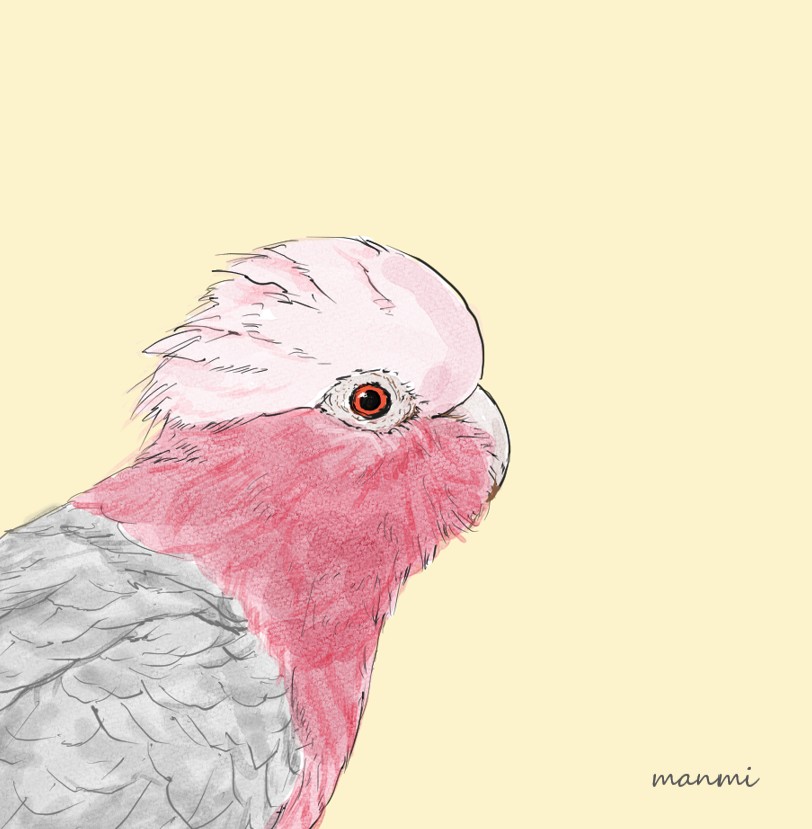 hoshino_manmi's tweet image. ご無沙汰してます❣
久々お絵かきはモモイロインコ🍑

#モモイロインコ #Eolophusroseicapilla #Galah #ClipStudio