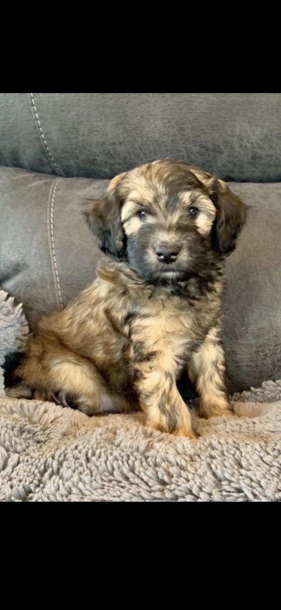 WranglerSahara1's tweet photo. @catturd2 Puppy pic https://t.co/njnZvM6I3W