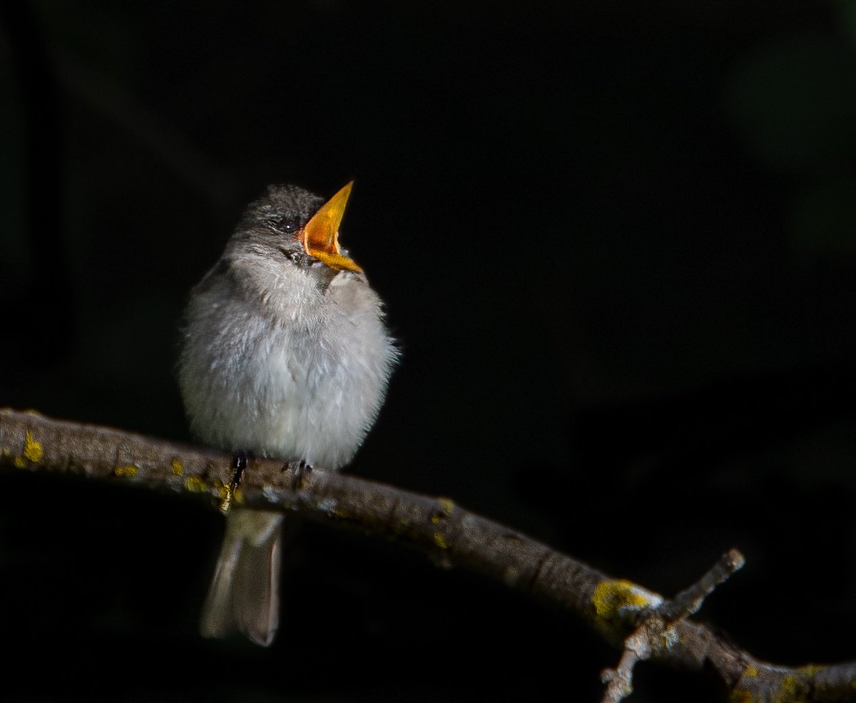 mnaussie2's tweet image. Singing in the Dark

I photographed this juvenile Eastern Phoebe as it started its day early, while night's damp blackness still surrounded it. In the darkness, the young bird sang with all its might, seemingly unconcerned whether its song would be answered. 

#Xbirds @Xalone