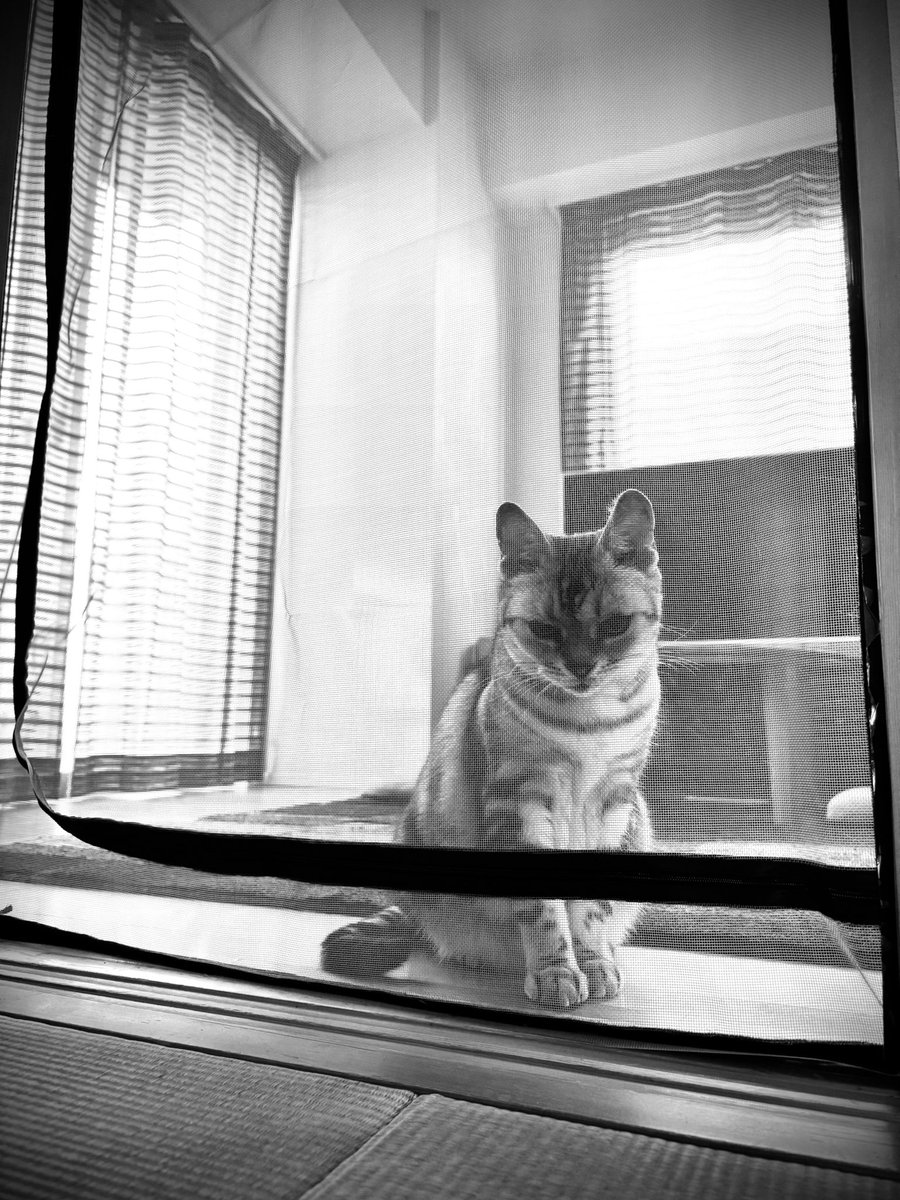 ishico26929's tweet photo. 開けてにゃ🐈‍⬛

#人間の隔離部屋
　
#ちゃちゃまる
#キジトラ兄とサバトラ弟 https://t.co/ssiPwj3Wr8
