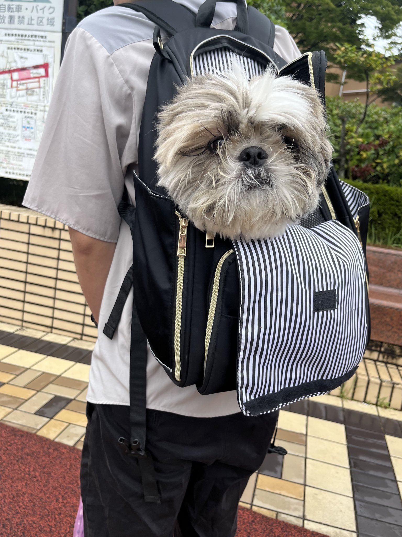 たぬきちさん Amazon.co.jp: 三英貿易 あつまれどうぶつの森 ALL STAR
