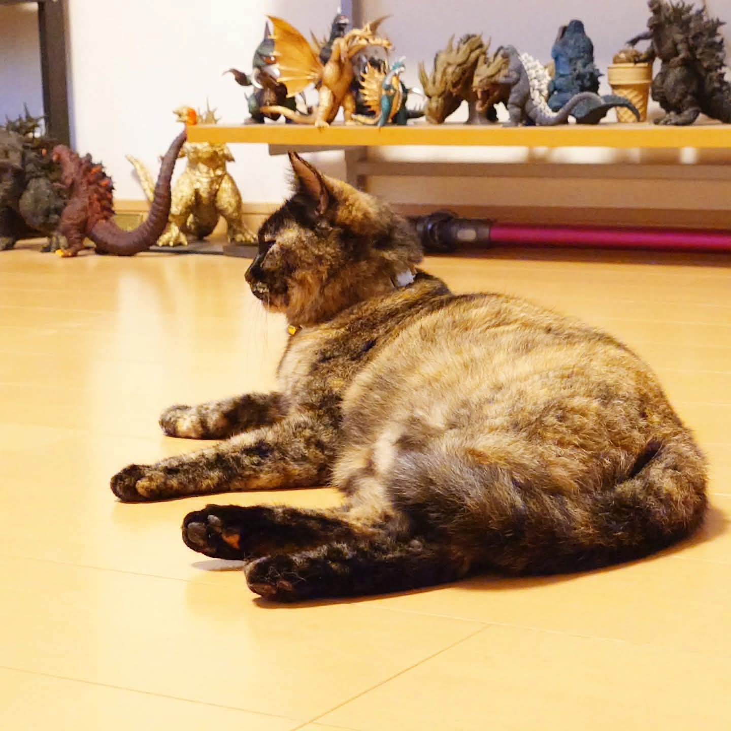 どこかの猫好き どこかの猫好き 猫好きが認めるネコ 5種セット CATS 5pcs |