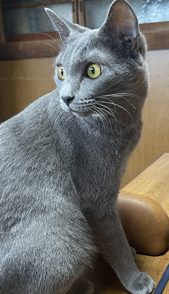 今週もお疲れ様でした😊

今週はグリ🐈‍⬛

美しい...😂