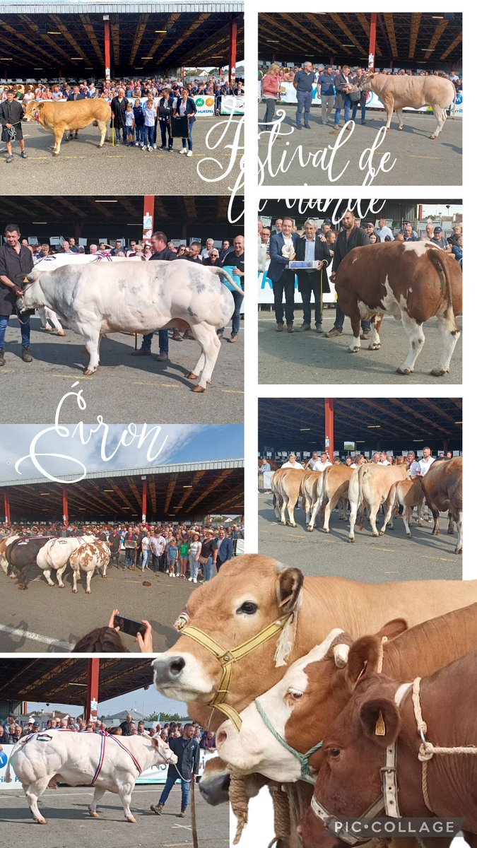 Défilé des animaux primés ce dimanche au #Festivaldelaviande d'@Evron, orchestré de main de maître par Jea-Yves Renard qui célèbre sa 60e édition. #Mayenne. Félicitations aux éleveurs !