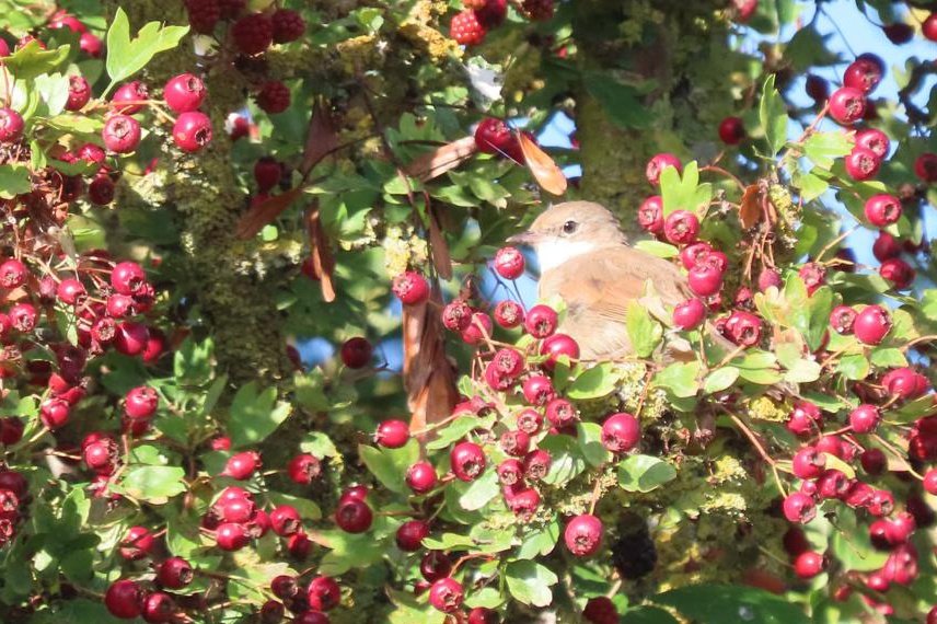 Noah Bailey (@noahbai14527125) on Twitter photo Have been enjoying birding Ditton Meadows recently. Today saw 2 Pied Flycatcher, 7 Whinchat, Spotted Flycatcher, many Hirundines and Yellow Wagtails. In the past week have had Redstart, Tree Pipit, Grasshopper Warbler and more Spotted Flycatchers. <a href="/CambsBirdClub/">Cambs Bird Club</a> Have been enjoying birding Ditton Meadows recently. Today saw 2 Pied Flycatcher, 7 Whinchat, Spotted Flycatcher, many Hirundines and Yellow Wagtails. In the past week have had Redstart, Tree Pipit, Grasshopper Warbler and more Spotted Flycatchers. <a href="/CambsBirdClub/">Cambs Bird Club</a>