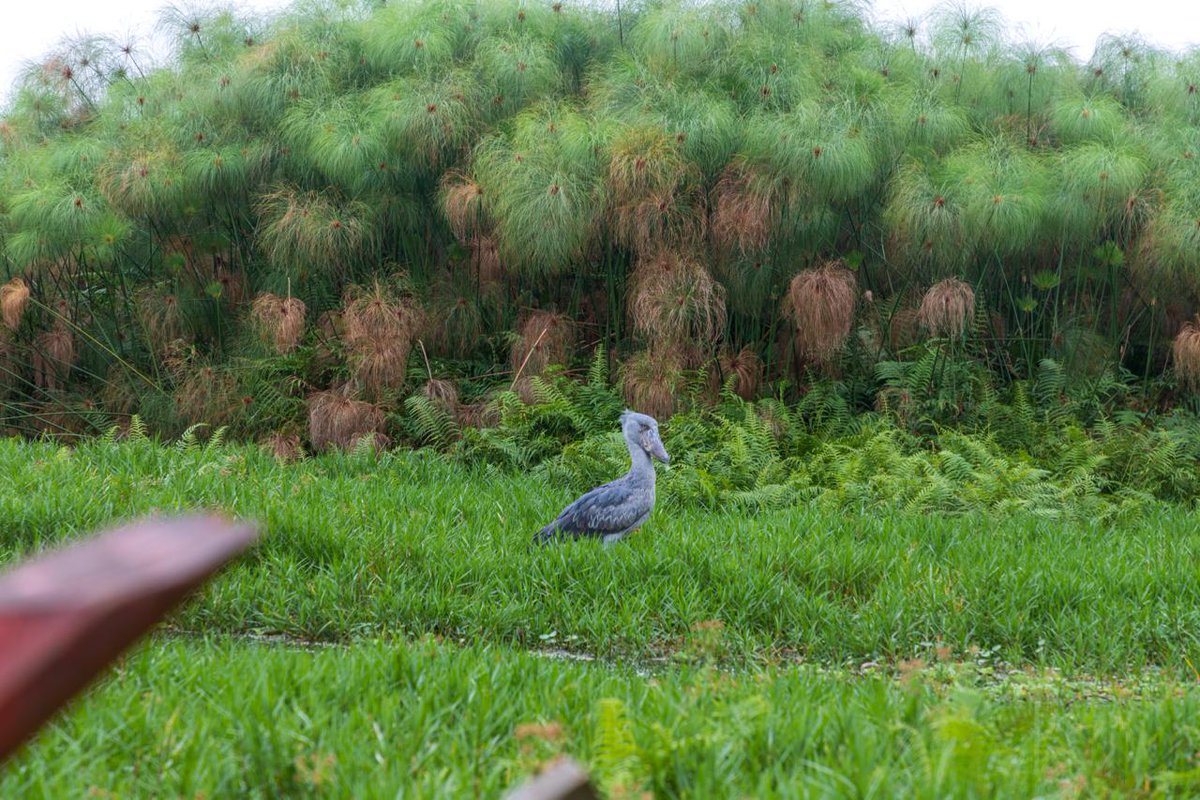 Out for shoebill stork. 
#birdwatching 
#mabambaSwamp
