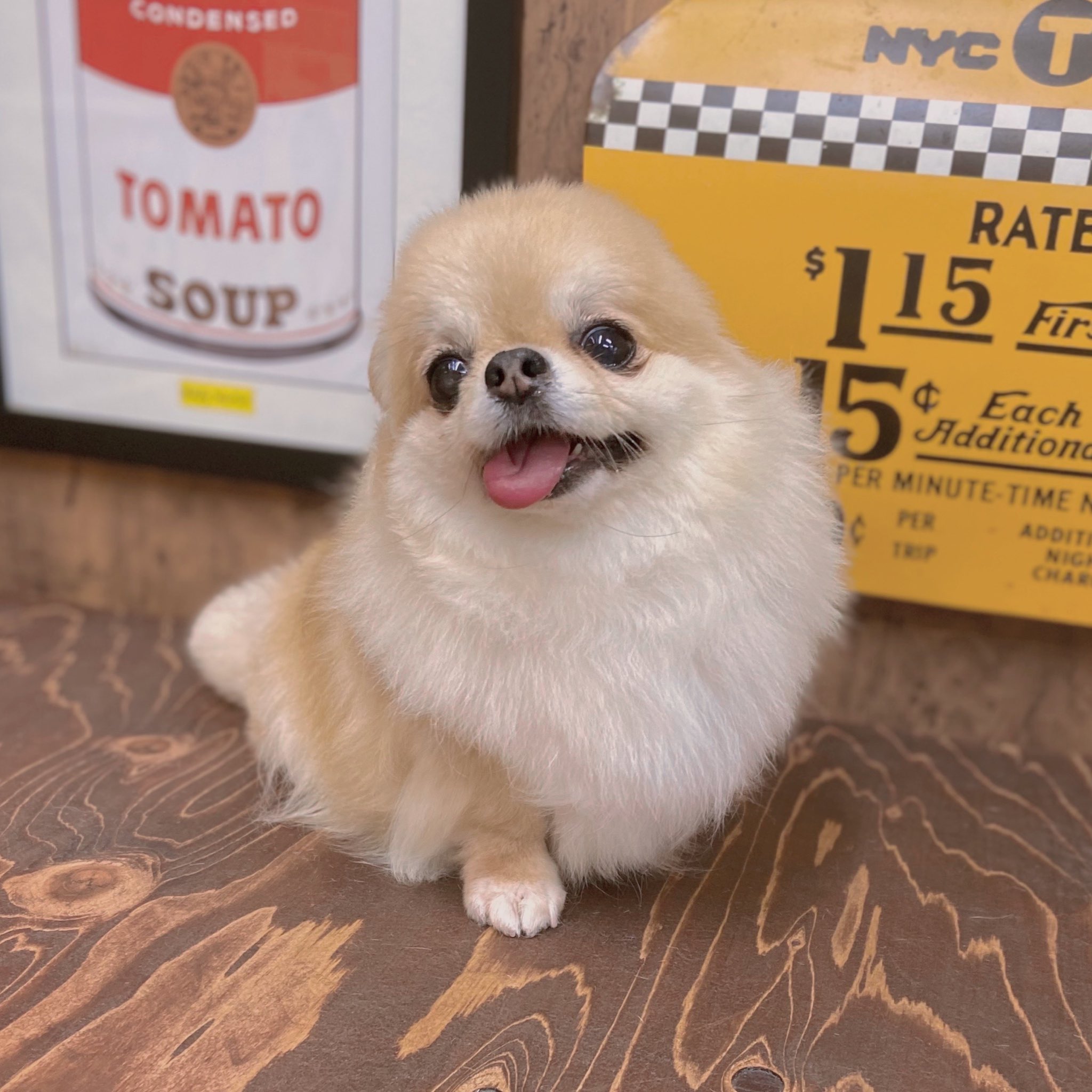 チワワのララちゃん Looking for a family] Introducing the best puppy with lots
