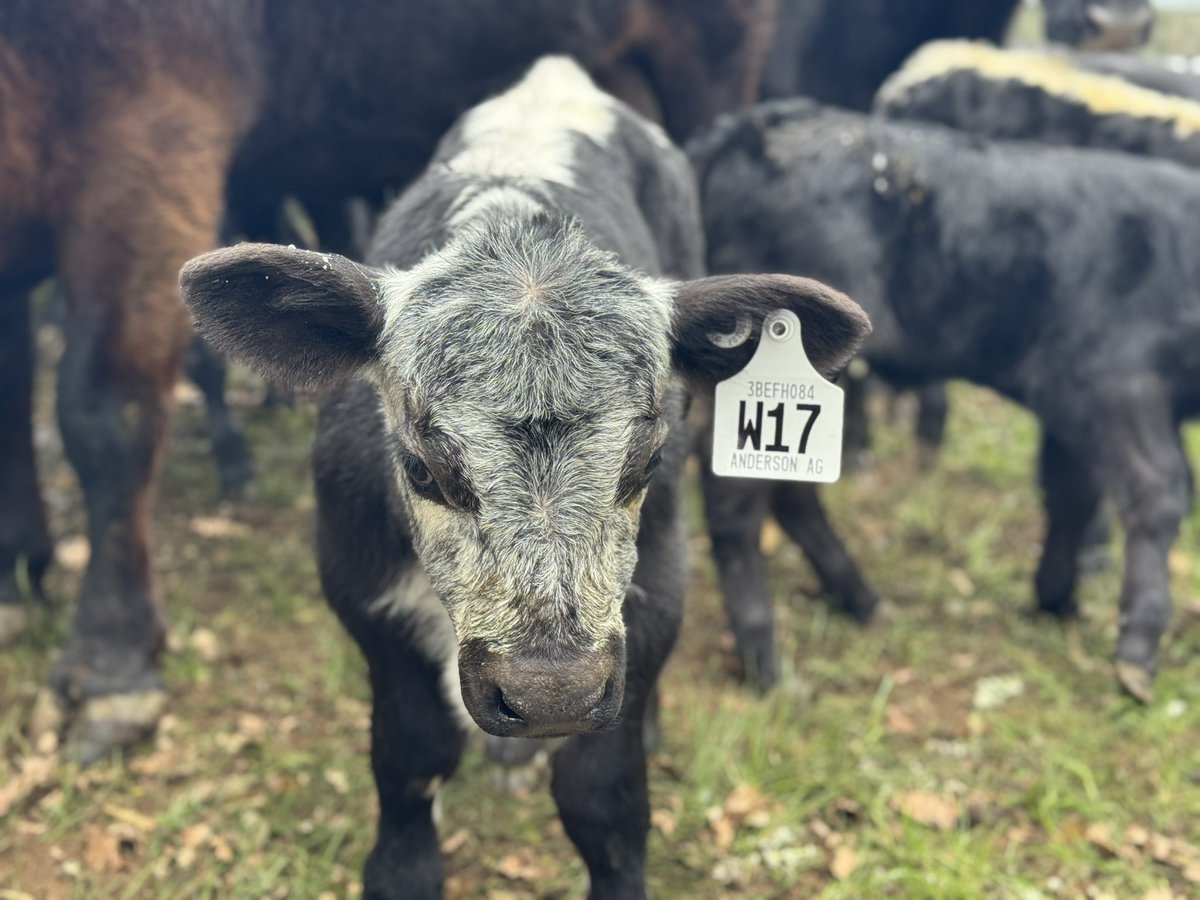 Black and white tags to match black and white calves. First round of marking completed before the rain came.
