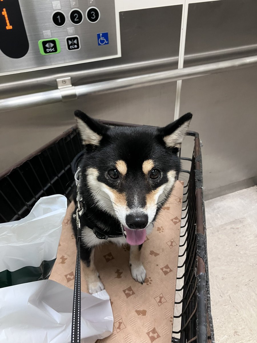 #豆柴　#小豆柴　#黒豆柴　#黒柴　#柴犬　#しばいぬ　#しば　#まめしば