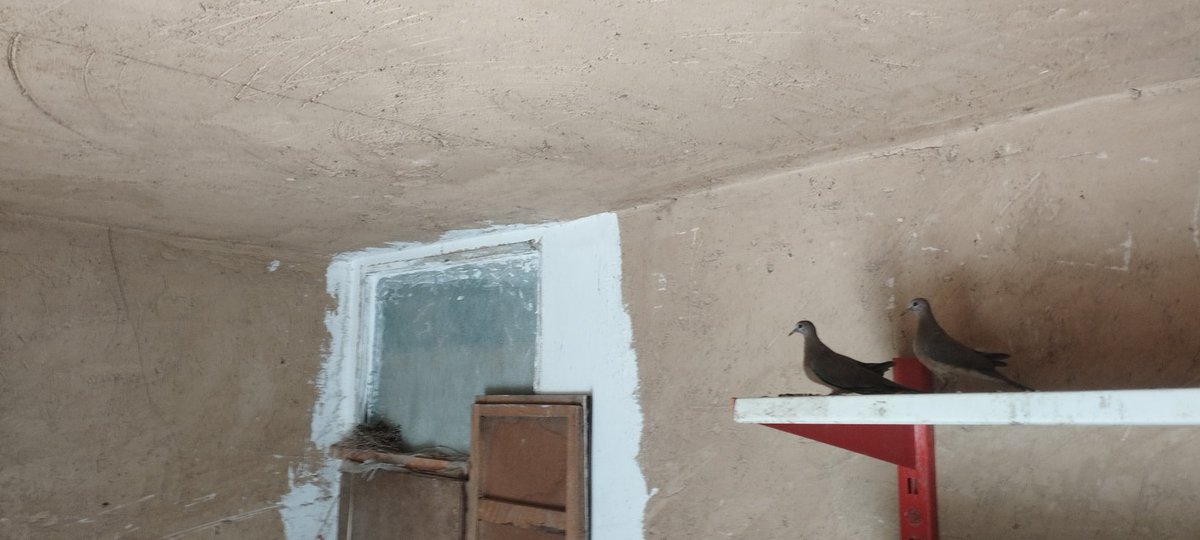 رها شدن بر گُرده‌ی باد است و
با بی‌ثباتی سیماب‌وارِ هوا برآمدن
به اعتمادِ استقامتِ بال‌های خویش؛
ورنه مسأله‌یی نیست:
پرنده‌ی نوپرواز
بر آسمانِ بلند
                 سرانجام
                            پَر باز می‌کند.

جریان زندگی در سی چهل روز گذشته گوشه انباری :)))