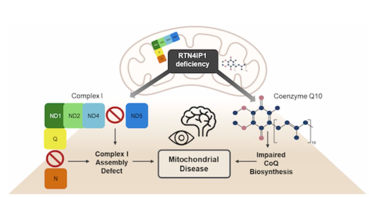 _CVasilescu's tweet image. Wonderful selections of papers on #MitochondrialDisease from #week35 and #week36! 📚

biomed.news/bims-mitdis/20…
biomed.news/bims-mitdis/20…

@Bims_BiomedNews @gavinmcstay2 @mitoscientist 

RTN4IP1 is required for the final stages of mitochondrial complex I assembly and CoQ biosynthesis