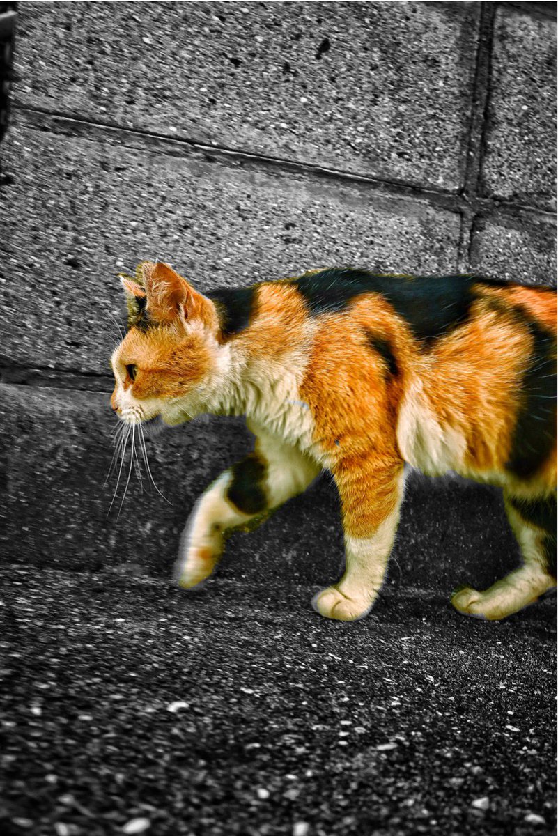 mocking_pot's tweet image. #写真好きの人と繋がりたい 
#selectivecolor