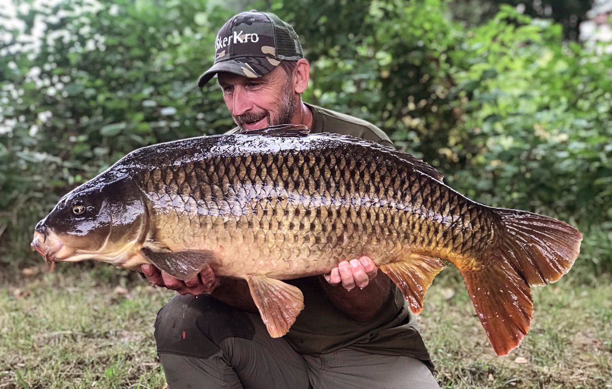 33lb-10oz of stunning common carp…🤩 love catching these wild River Rockets 🚀 
#skerkrotackle 
#skerkrofishing