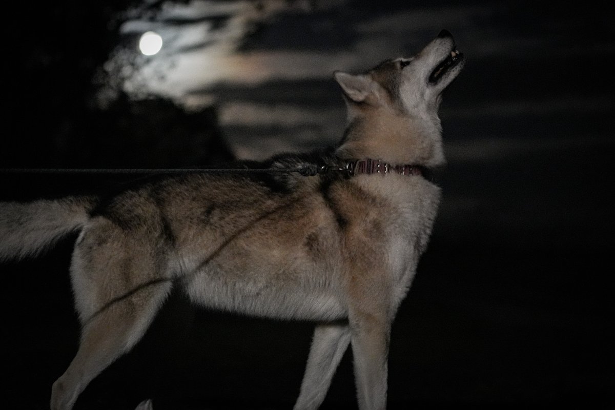 いし犬 さぁ on X: 