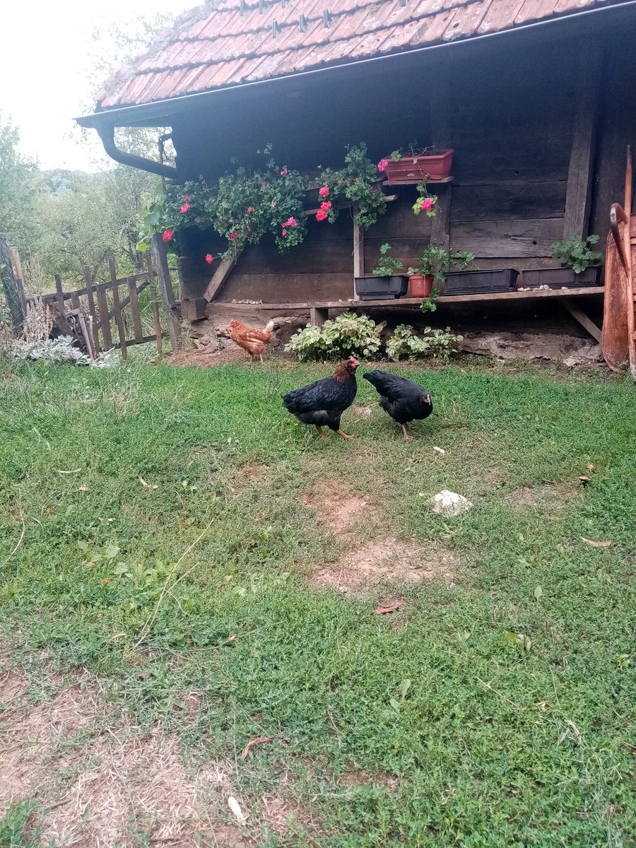 Od dvanaest jaja izvela se samo dva pileta, i neverovatno, crni