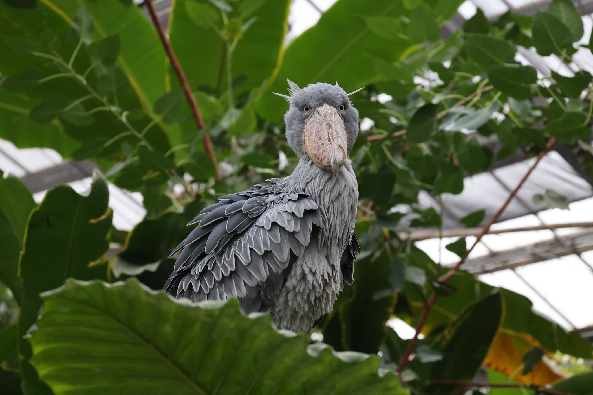 ♡ハシビ口コウ♡ 人々の話に微妙に反応するハシビロコウ【3月のふたば28