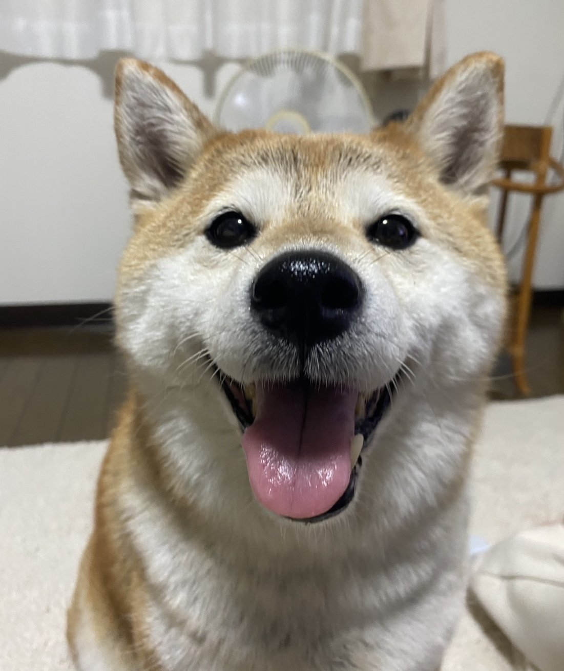 柴犬が好き 偉そうに撫でられてる笑 #柴犬 #しばいぬ #しば #柴 #shiba