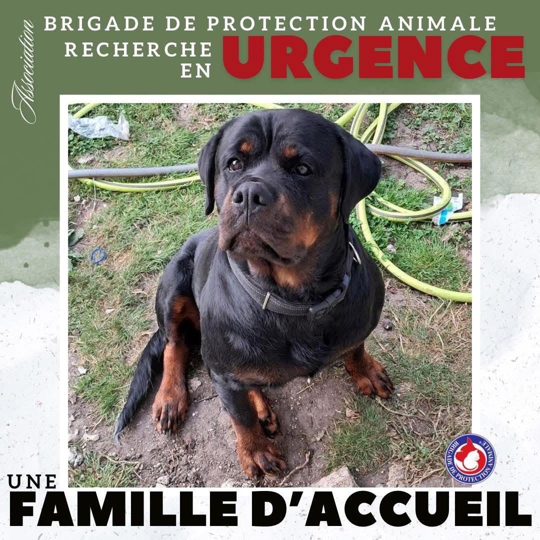 🆘 RECHERCHE FAMILLE D’ACCUEIL - URGENT 🆘 
🐶 Camille - 7 ans

Nous recherchons en URGENCE une famille d’accueil pour Camille, secteur Loire (42) et alentours 🚨 

Malgré sa stature imposante, c’est une véritable boule de douceur qui a besoin de se poser dans un foyer sans