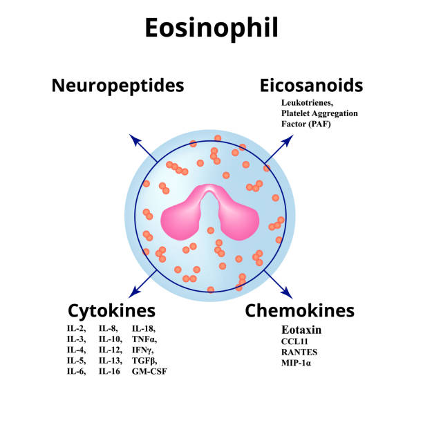 Eosinophils ( cytokinesis and chemokines)