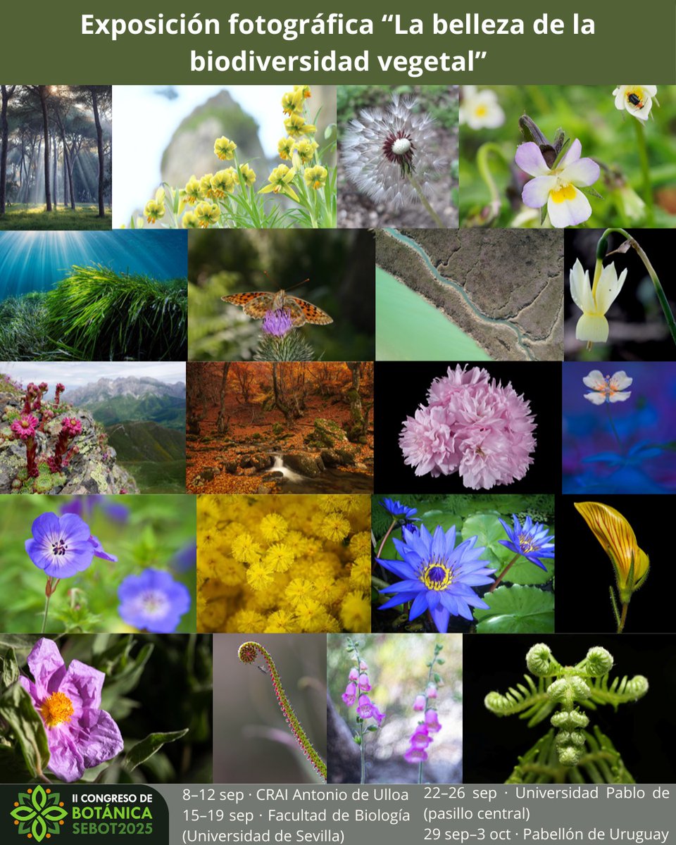 OficialSebot's tweet photo. El #CongresoSEBOT2025 también celebra la exposición fotográfica “La belleza de la biodiversidad vegetal” 🌿
20 imágenes seleccionadas entre más de 130 propuestas, itinerante por Sevilla (8 sep–3 oct).
🔗https://t.co/gdKUaHb1Uq https://t.co/0NBE05IhqP