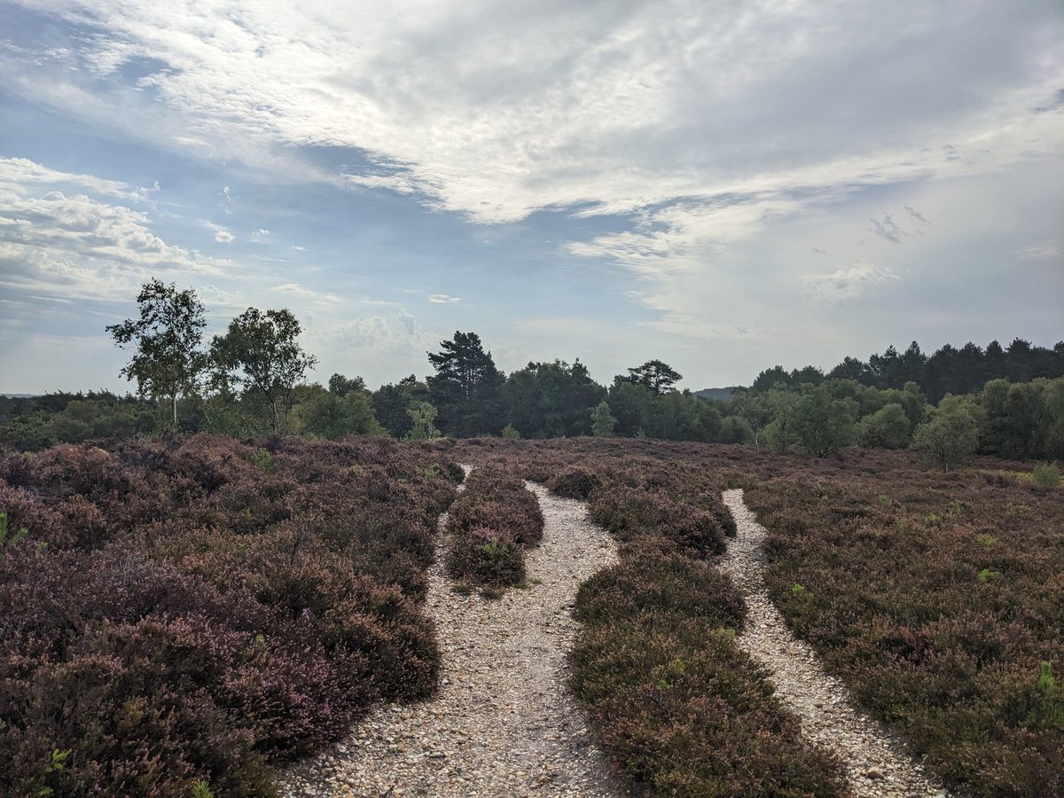 Been on another nice walk this weekend. Hilly one over Ramsdown and Sopley Common. Heard thunder and it rained for a short while but cleared up nicely.