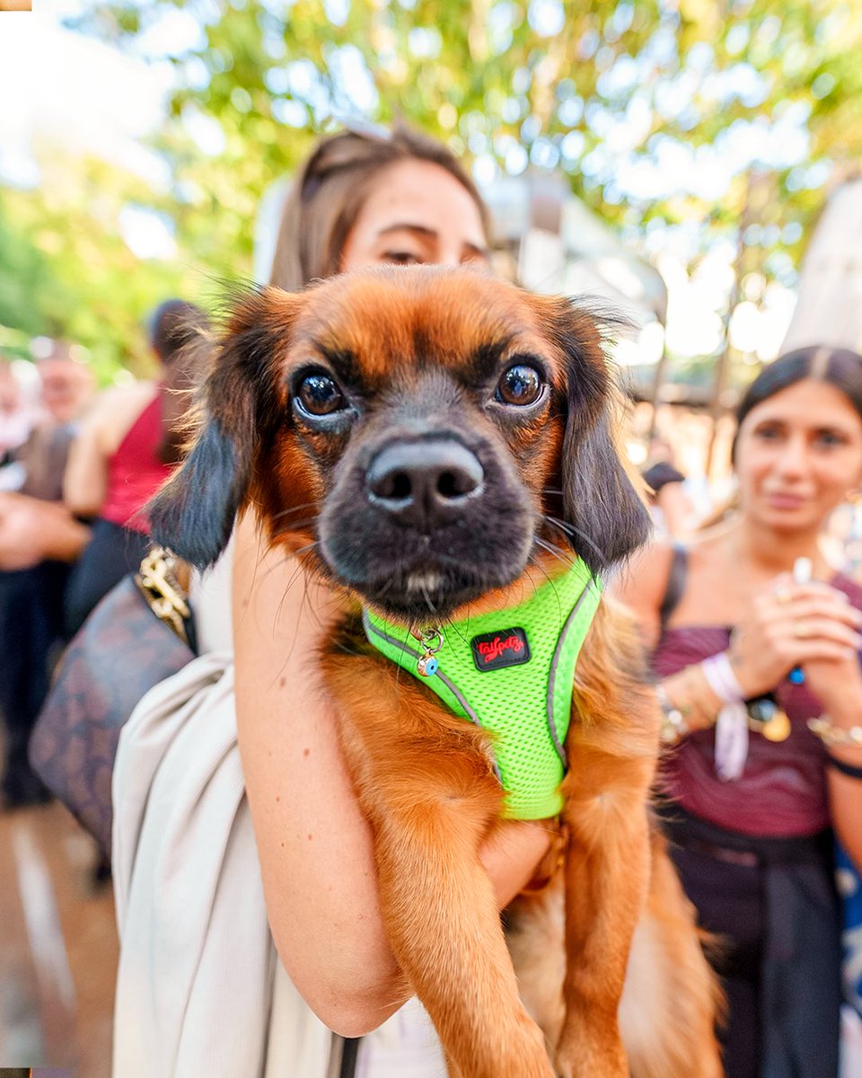 Festibağ coşkusuna patili dostlarımız da davetli! 🐾

Küçük bir hatırlatma: Hem onların hem de diğer misafirlerimizin güvenliği için minik dostlarımızın festival alanında tasmalı olması gerekiyor. 🌿🦮

#Festibağ #BağımızVar #BağımızdaFestivalVar