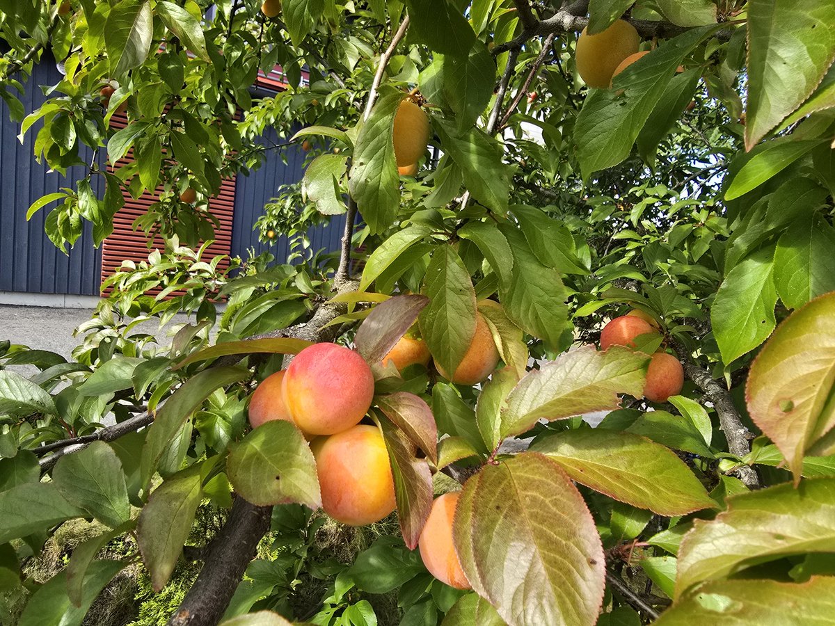 javkhlanbayar_d's tweet image. Ургац 

+19°C 🌞 #Finland #Pulm