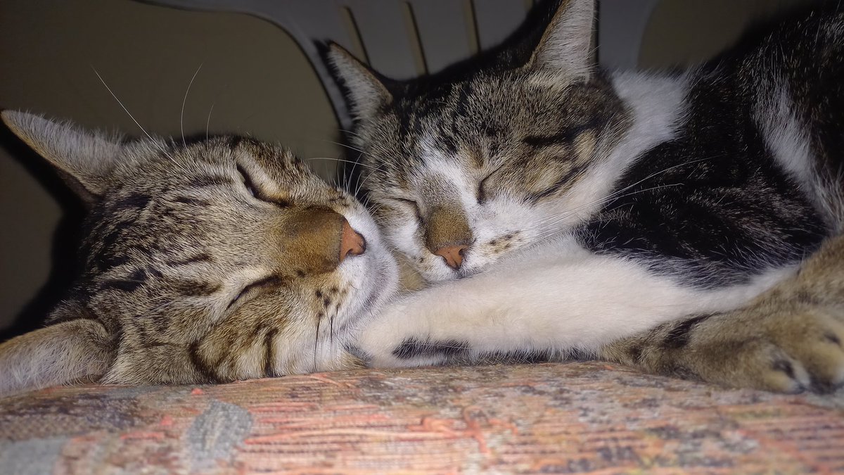 PedroM_7's tweet photo. @twaniimals https://t.co/z3R42bJaAi