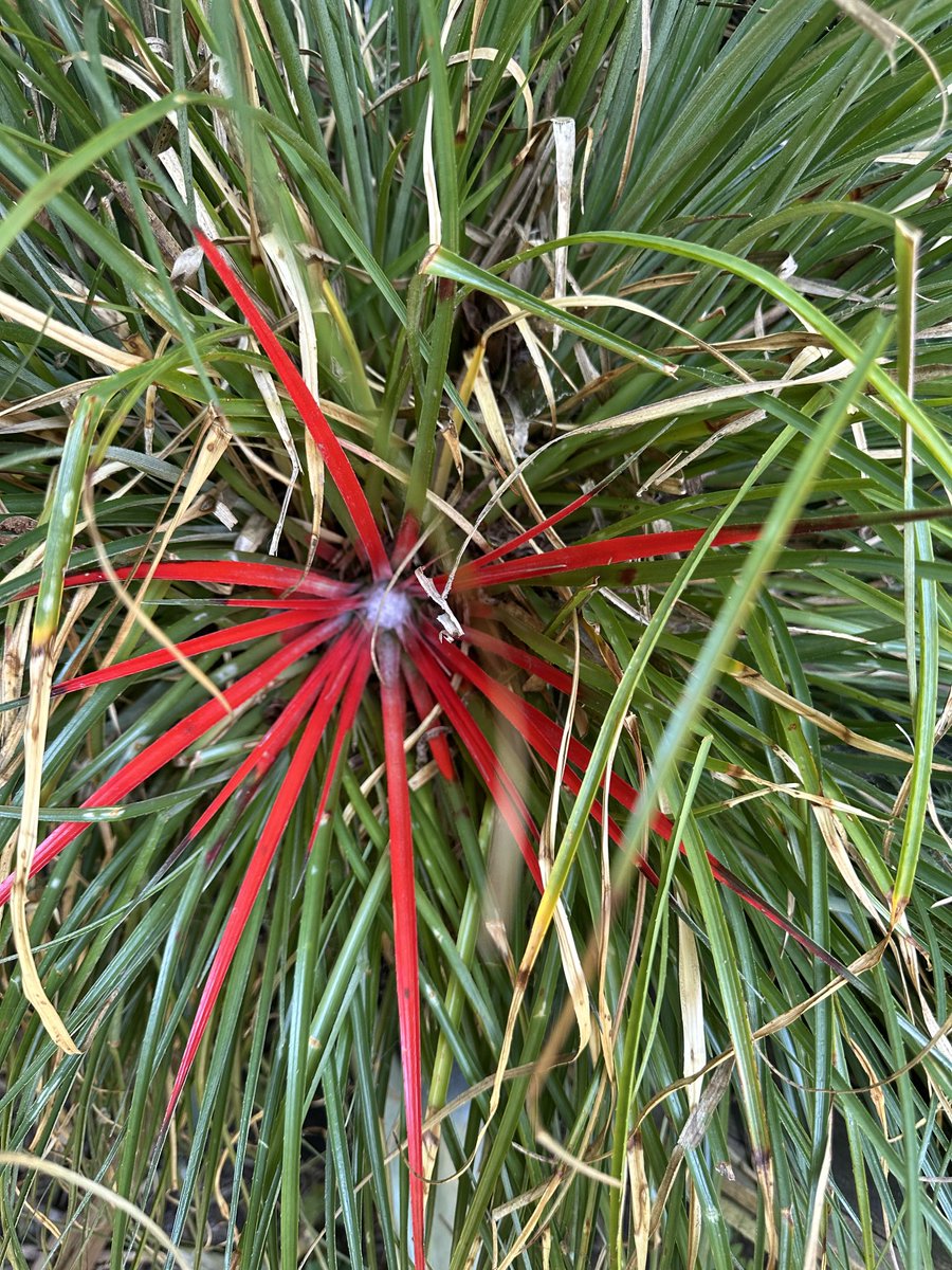 acherontiadex's tweet photo. Fascicularia bicolor popping some colour #bromeliads #hardybromeliads #bromos #gardenplants https://t.co/7JmLt0SDTk