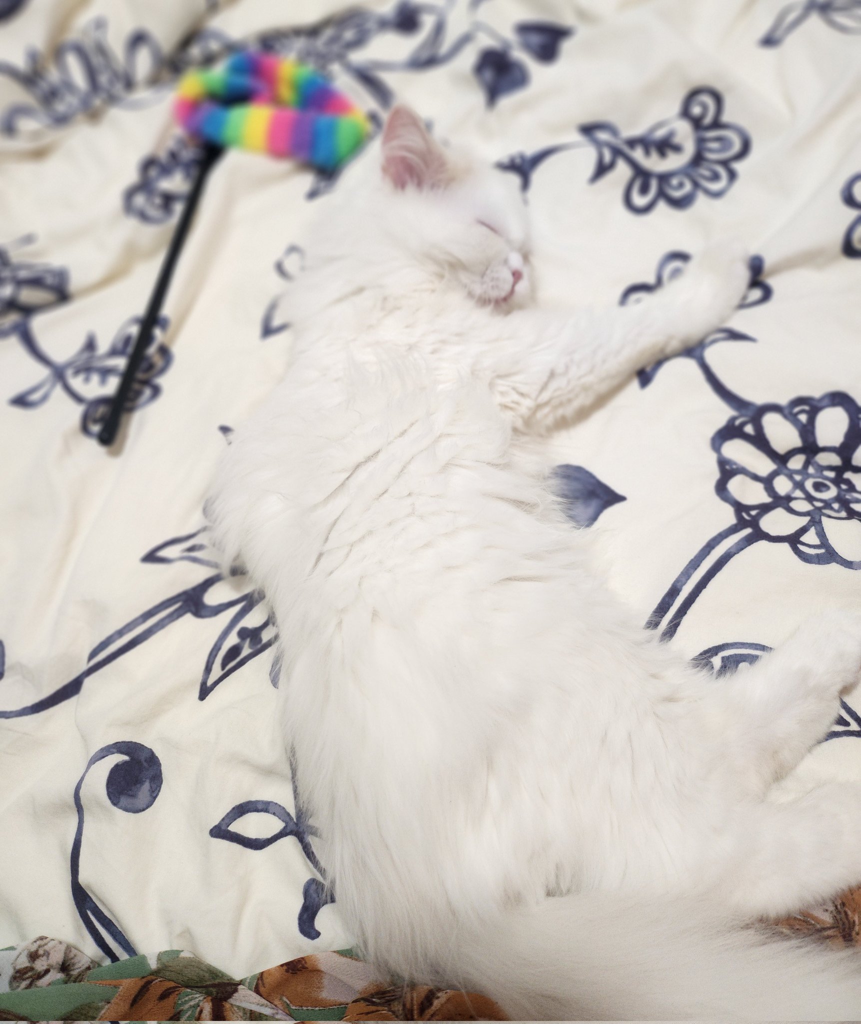 もぴ もぴ--✈︎ (@mopiii877) / X