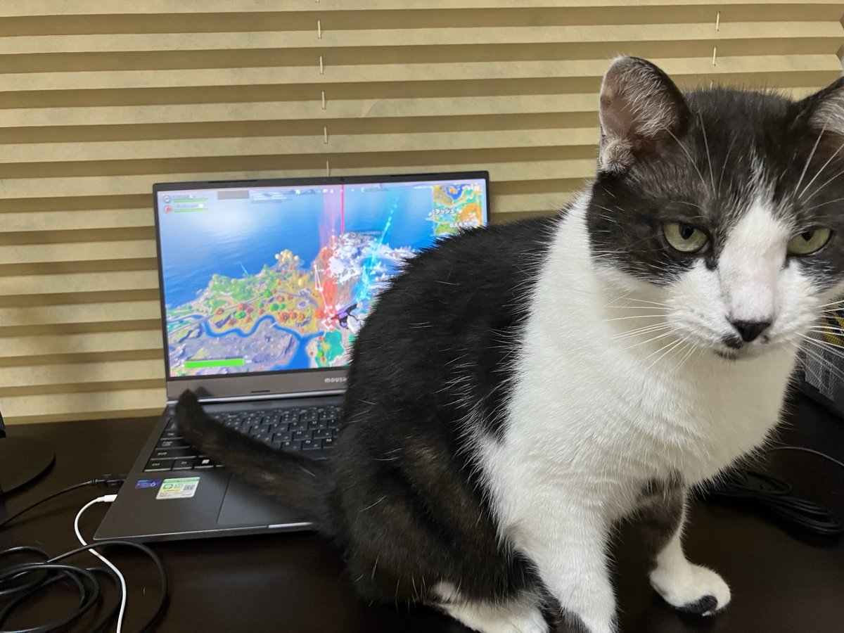 邪魔なんだからパート2😼
撫でろ撫でろとしつこいです😅
#保護猫
#猫の居る生活