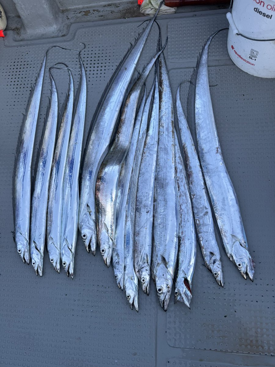 YUUTAfishing's tweet photo. 最近はタチウオ好調🎣
ヒラメも引き続きシーズン最盛期中〜 https://t.co/JCSSQmfm9L