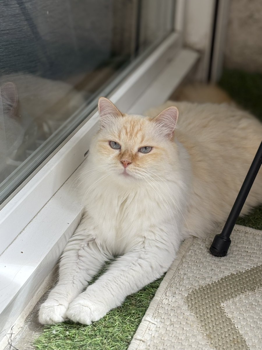 OAurelie33's tweet photo. Petite photo de Miyagi sur le Balcon n’hésitez pas à me suivre sur tiktok ou Instagram mesquatrechats #chat #cat #catlovers https://t.co/o9pGRKsseV