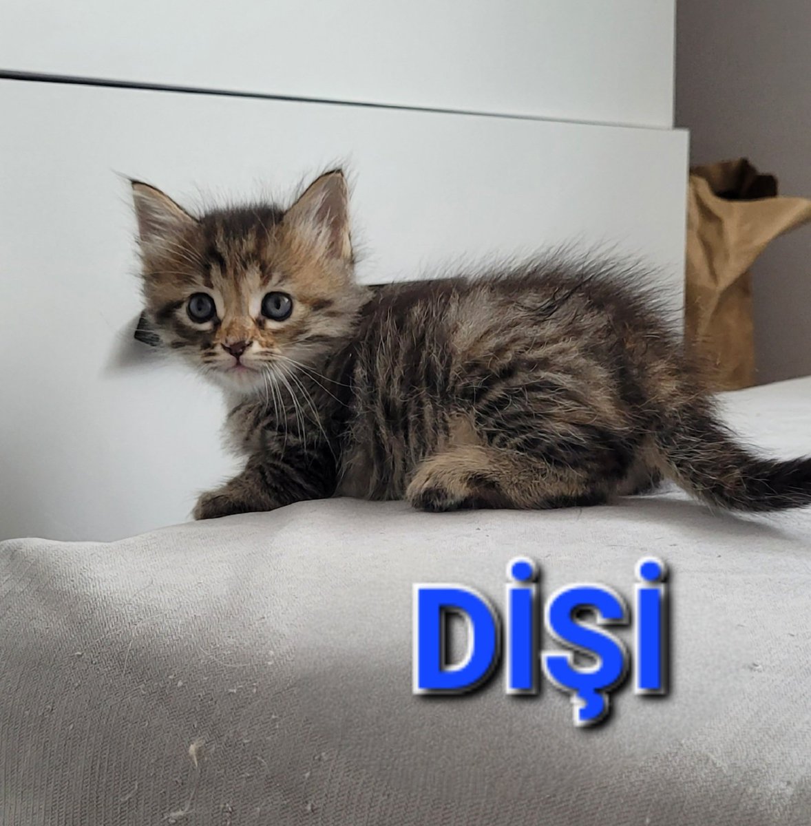 Bu tatlı şeyler apartman bodrumunda doğdu, güvende olmadıkları için korumaya aldım ama büyüyene kadar yuva bulamazsam salmak zorunda kalacağım. 1 ay 1 haftalıklar. Yaklaşık 2 ay sonra annelerinden ayrılabilir hale gelecekler. İstanbul içi yuva arıyorum paylaşım desteği lütfen 🙏