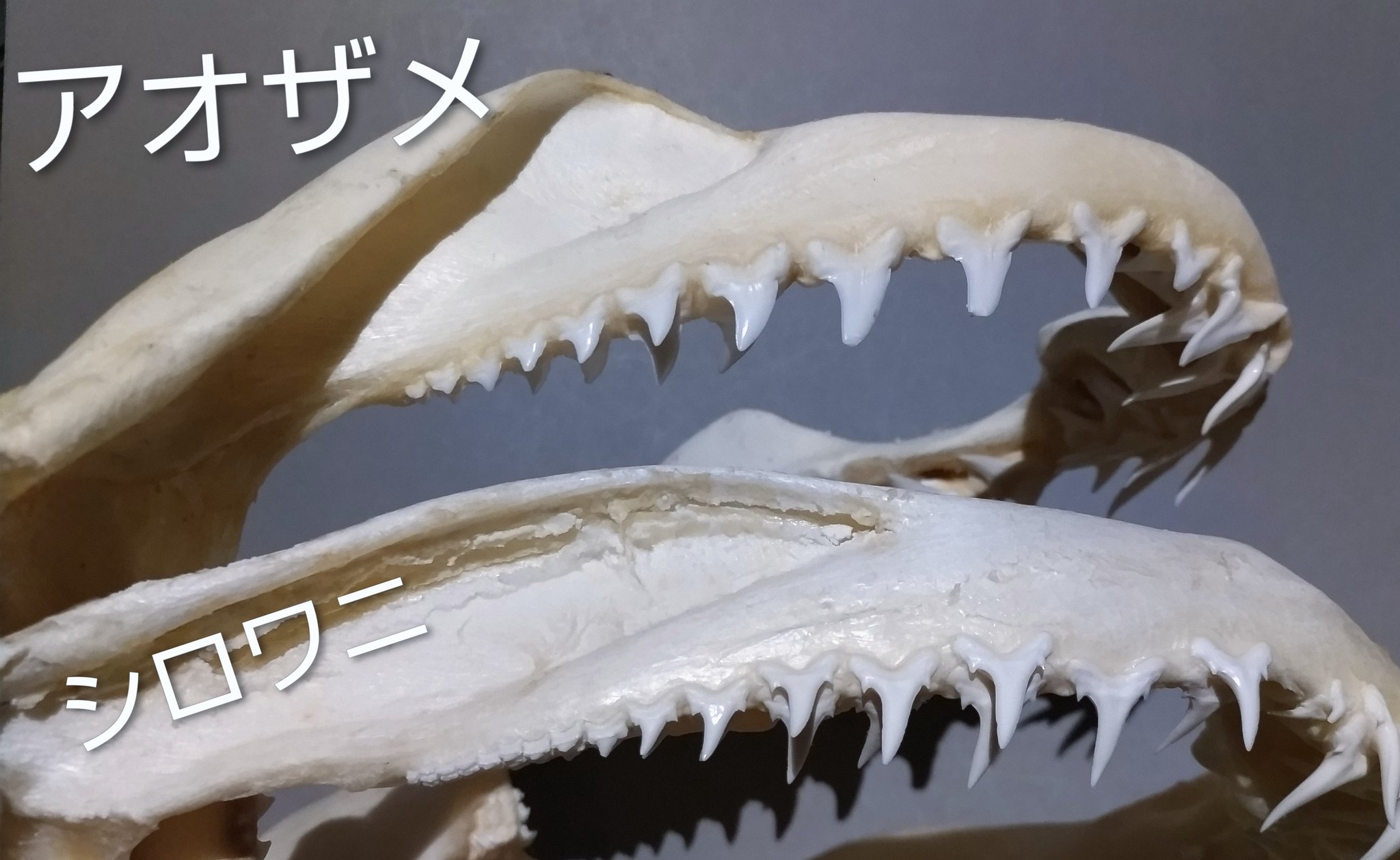 サメ田氏 on X: 