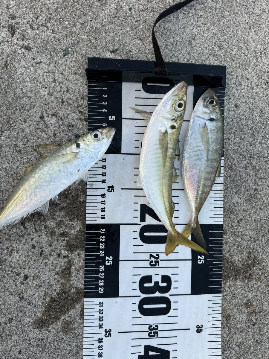 Mu08sw's tweet image. 信じられるのはアジだけ