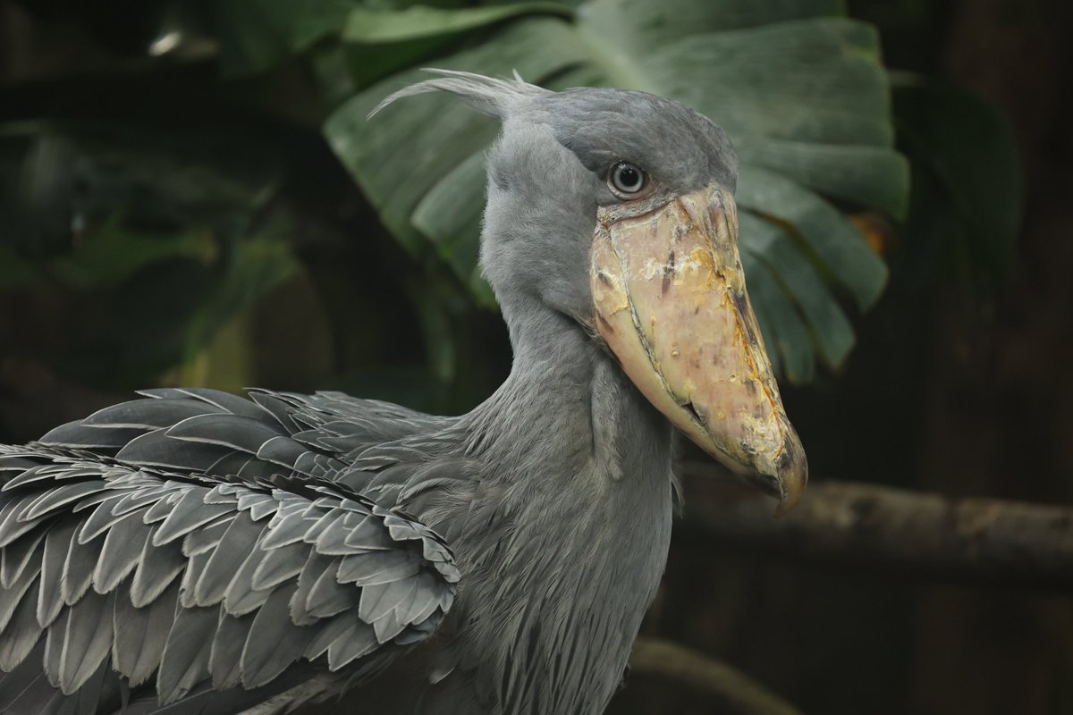 blue＊bird様 orderページ☽⋰ Birds by Toikka | Blue Bird | iittala