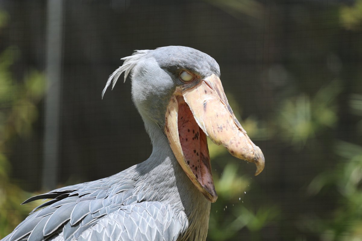 1日1ハシビロコウ