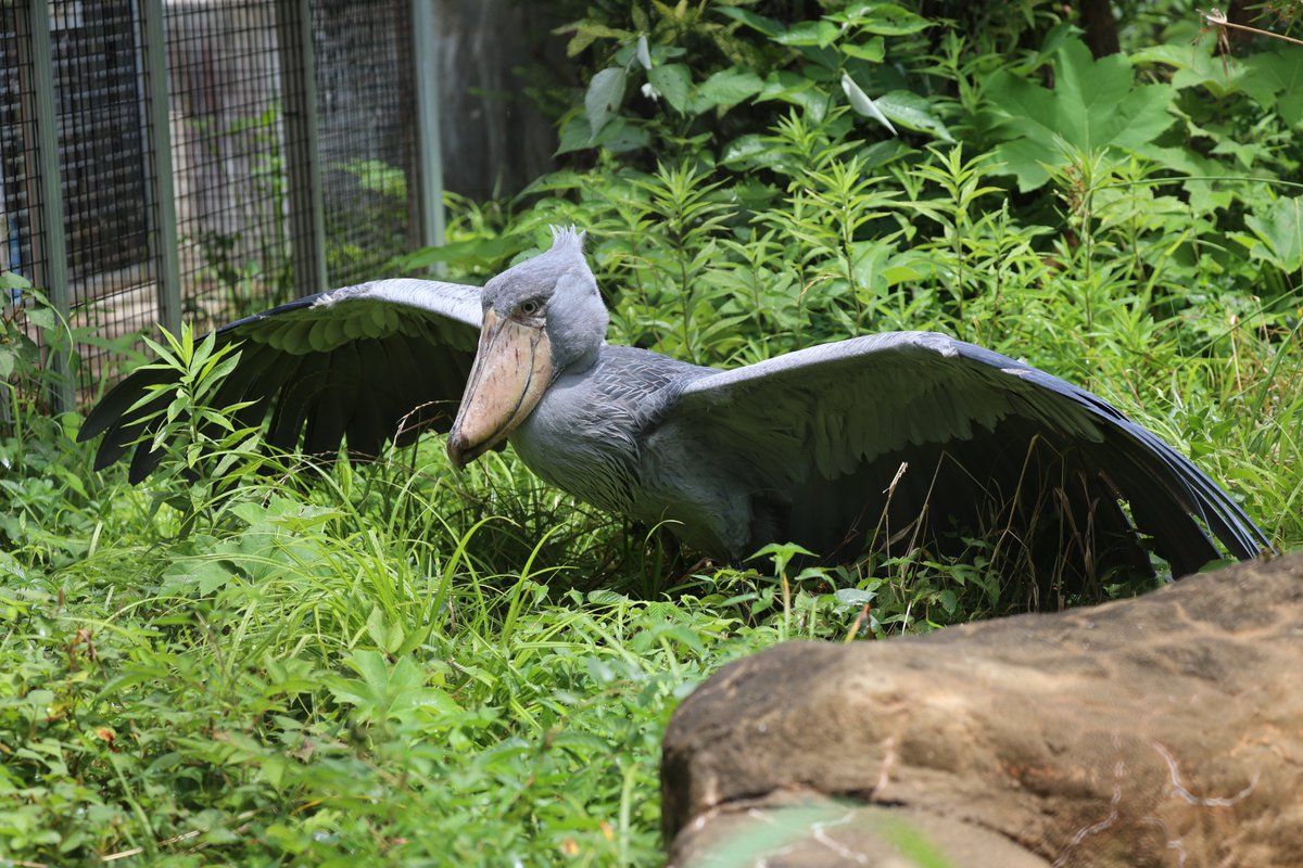 1日1ハシビロコウ