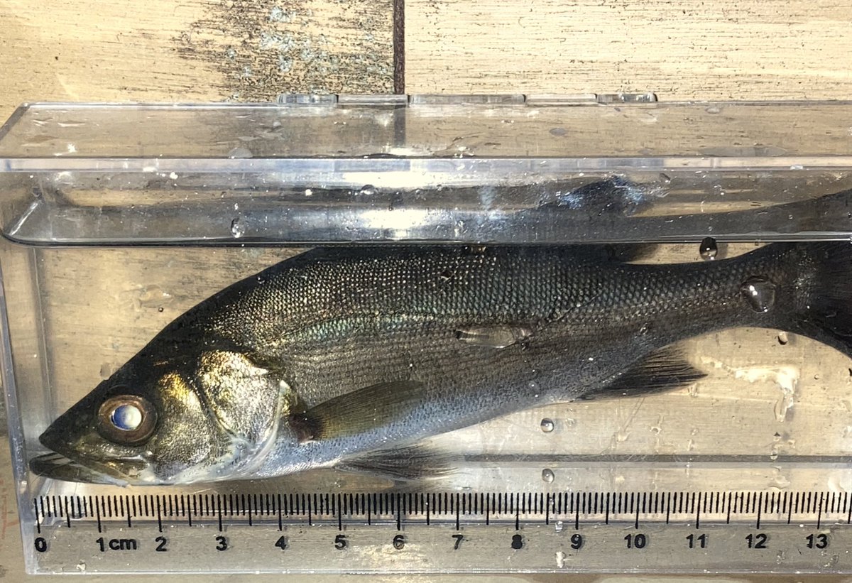 シーバス川でも釣れるんですね