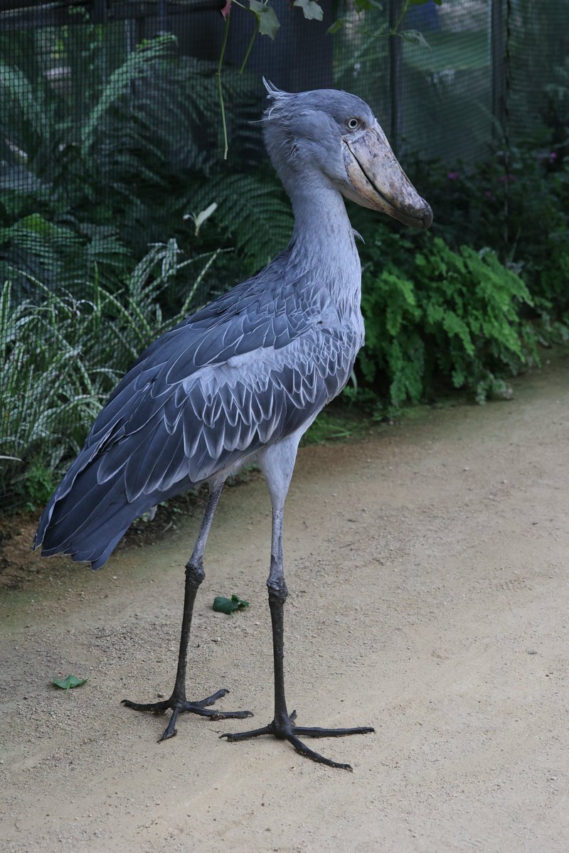 1日1ハシビロコウ