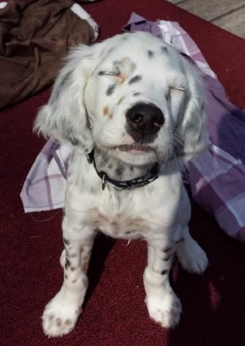 DogLovers03's tweet photo. My eyes can't see the world outside. The only thing I need is the love of everyone around me! ❤🙏 https://t.co/kRhE6QQ7Pb