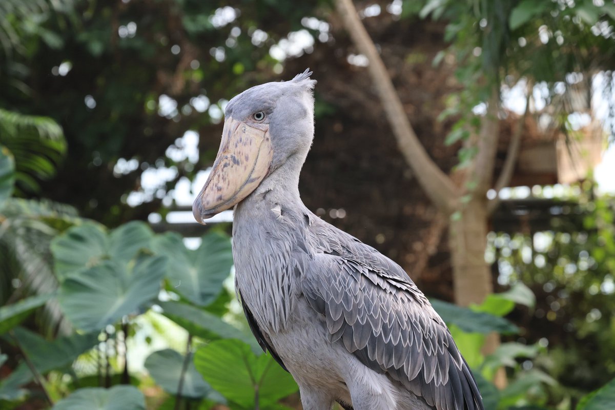 1日1ハシビロコウ 1日1ハシビロコウ