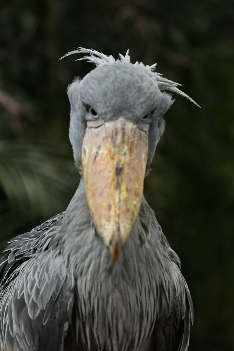 1日1ハシビロコウ