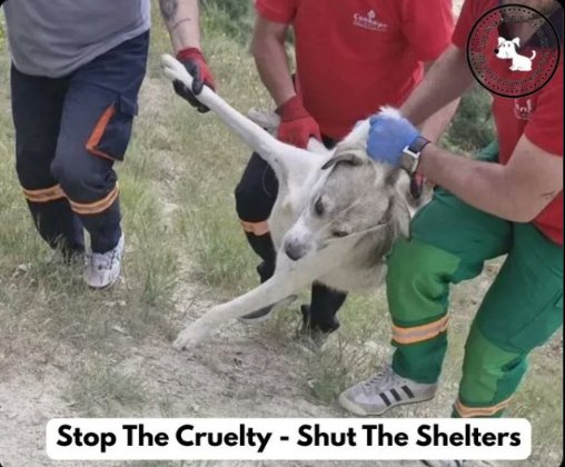MarkRob84's tweet image. Turkey is becoming another hotspot hell for voiceless dogs after China. 

Thousands of stray dogs are being slaughtered in a day in Turkey. 

Dogs &amp;amp; humans have been living in coexistence for immemorial time.
#BoycottChina #boycottTurkey
@mama00007777 @PhaedraXTeddy @Thenina77
