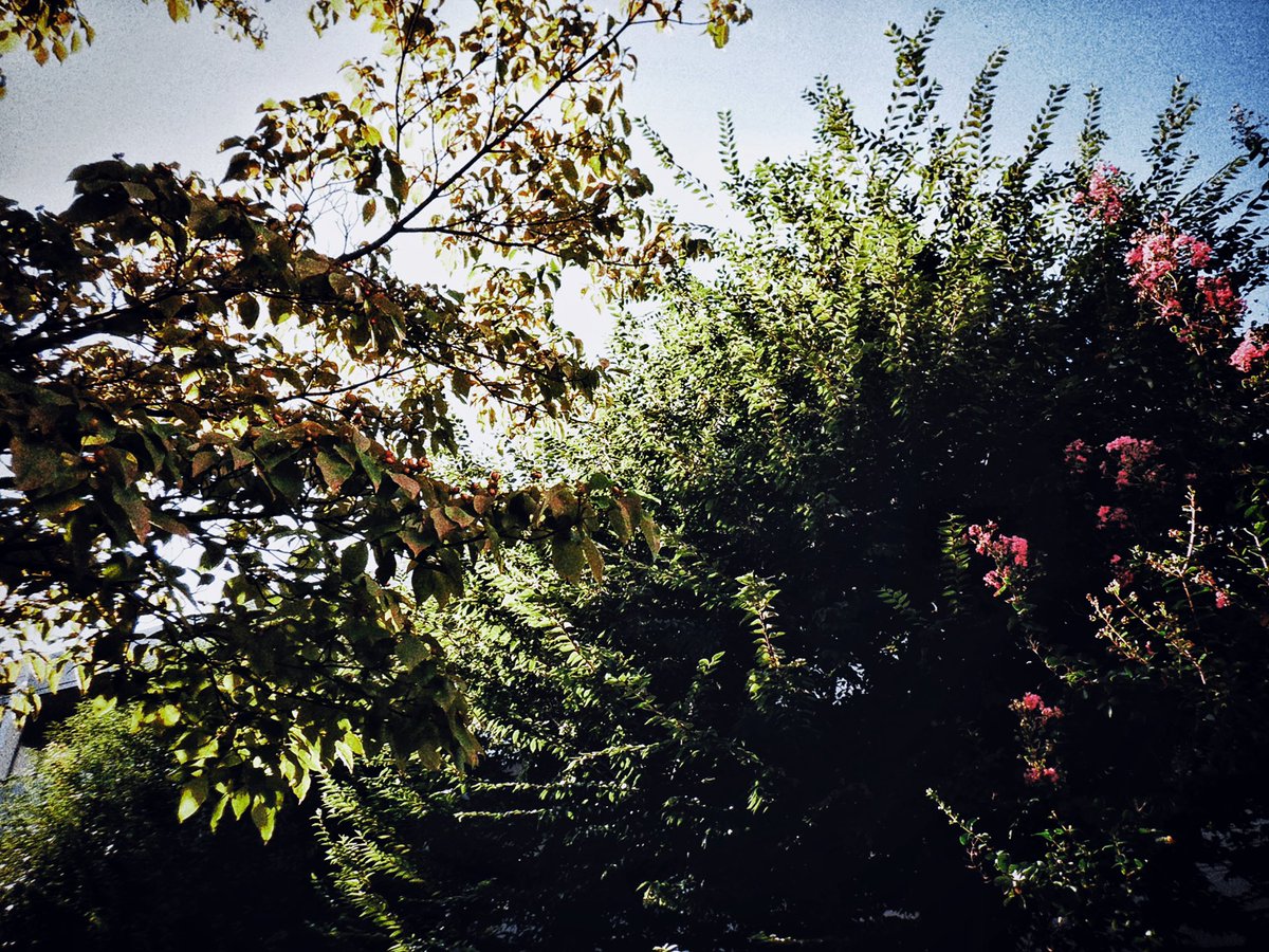 elmax_fun's tweet image. 