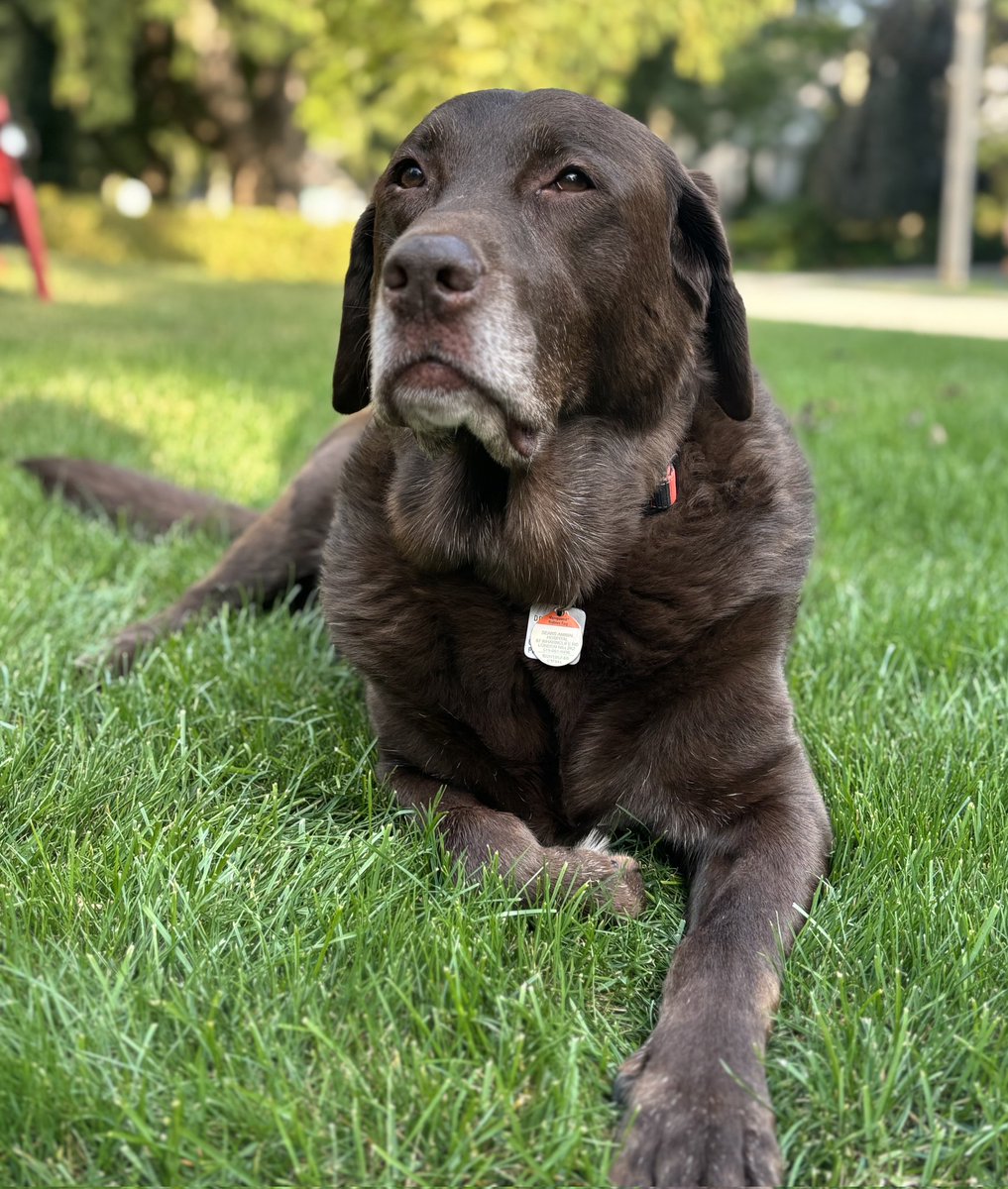 OPP_WR's tweet photo. #OPP Sunday morning smile and safety tip with #LazyLucy. Lucy would like to remind all drivers to STOP for school buses when their lights are activated. Lucy wants to see every child get to school and then safely home to their families! Have a great day everyone. #WROPP ^es https://t.co/Iu22svWchx