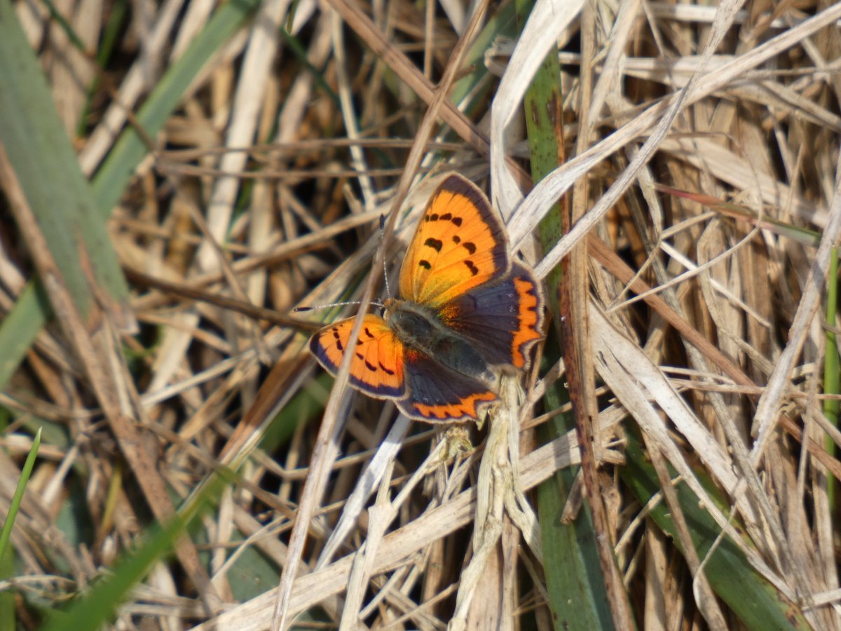 Jeremy (@thejemster) on Twitter photo Some butterflies enjoying the warm sunshine in N. Wiltshire yesterday afternoon: Painted Lady, Peacock, Red Admiral & Small Copper. #butterfly #Butterflies #wildlife #ukwildlife #wildlifephotography #nature #NaturePhotography <a href="/savebutterflies/">Butterfly Conservation 🦋</a> <a href="/WiltsWildlife/">Wilts Wildlife Trust</a> <a href="/Britnatureguide/">The British Nature Guide</a> Some butterflies enjoying the warm sunshine in N. Wiltshire yesterday afternoon: Painted Lady, Peacock, Red Admiral & Small Copper. #butterfly #Butterflies #wildlife #ukwildlife #wildlifephotography #nature #NaturePhotography <a href="/savebutterflies/">Butterfly Conservation 🦋</a> <a href="/WiltsWildlife/">Wilts Wildlife Trust</a> <a href="/Britnatureguide/">The British Nature Guide</a>