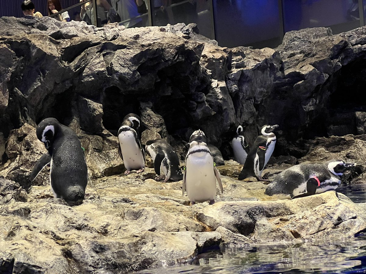 水族館🐟
日本中の水族館を周る旅に出ようと誓ったのでした🐧

ペンギンの氷が浮かぶソーダ可愛い